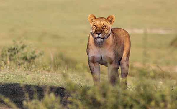 Lioness standing in grass
