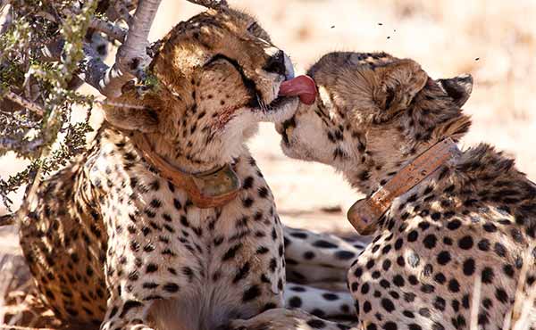 Pair of cheetah with tracking collars cleaning each other
