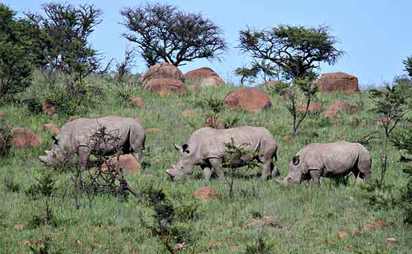 Family of rhino in Hluhluwe-imfolozi Park in South Africa
