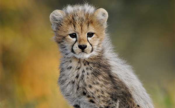 Cute cheetah cub
