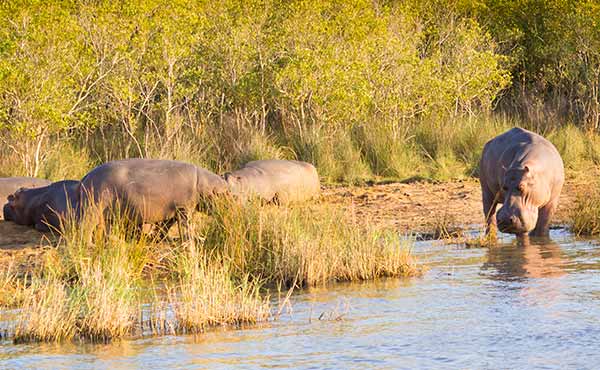 Hippos relaxing on the river banks in isimangaliso wetland park in south africa