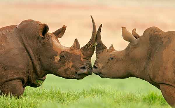 Portrait of two white rhino face to face with horns touching in South Africa