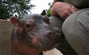 Baby hippo being rehabilitated with team member at Moholoholo