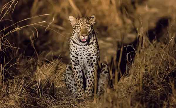 Leopard looking directly at the camera during night drive in South Luangwa National Park Zambia