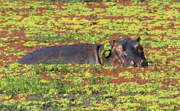 Hippo partially submerged in green swamp in Zambia