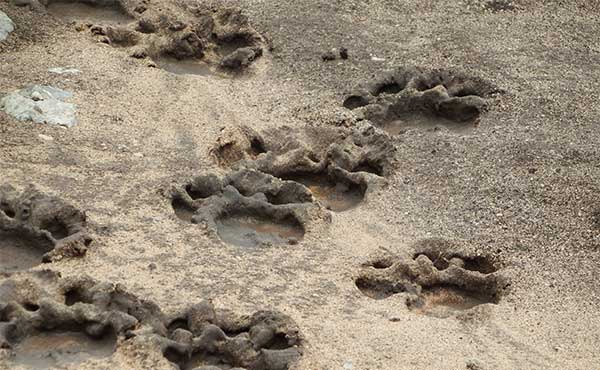 Animal footprints in the sand