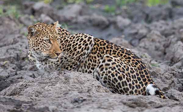 Leopard lying on rock looking for prey in South Luangwa National Park