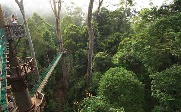 Birdwatching at Danum Valley canopy walkway