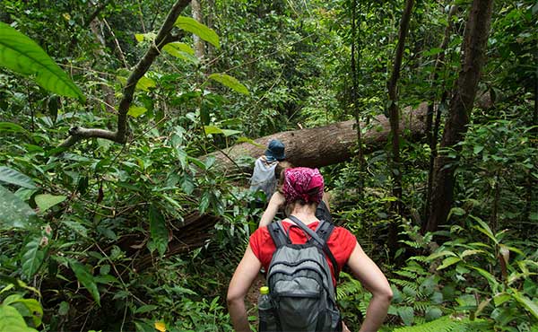 Trekking in the rainforest through thick vegetation