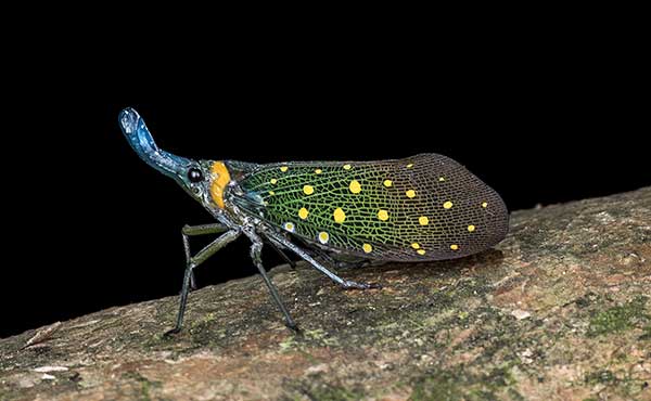 Lantern bug on a tree at night