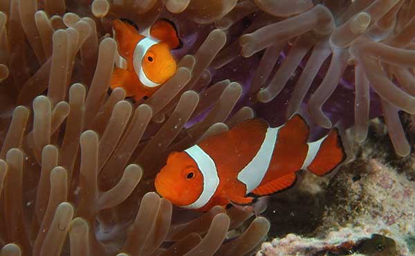 Two clownfish peeping out of anemones