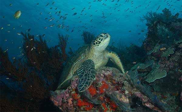 Turtle swimming above colourful coral in Borneo