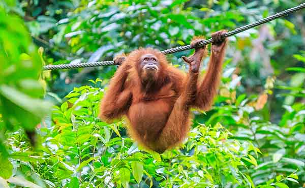 Orangutan playing at Sepilok Orangutan Sanctuary