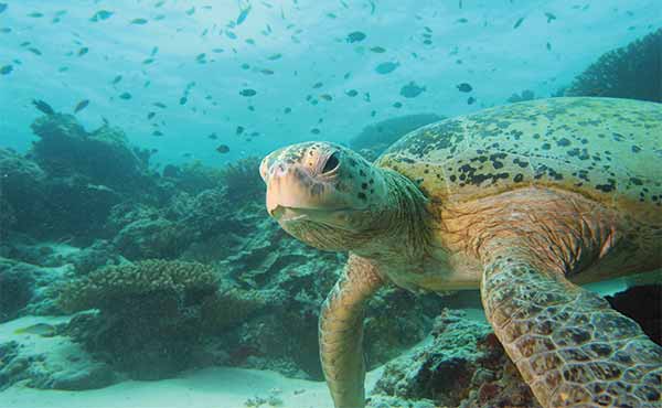 turtle underwater in clear blue sea in Borneo