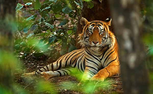 Tiger resting and looking through the trees