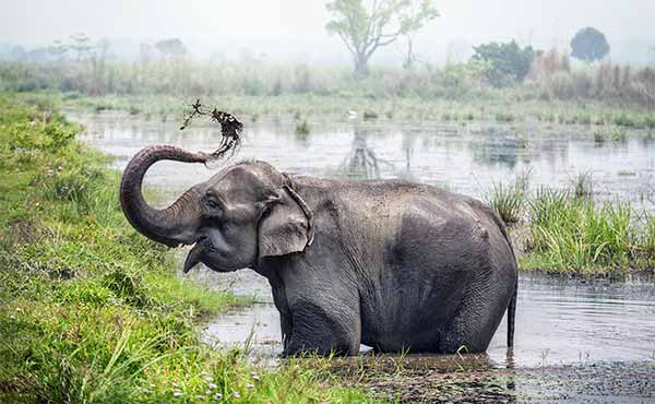 Elephant washing itself in a river in Chitwan