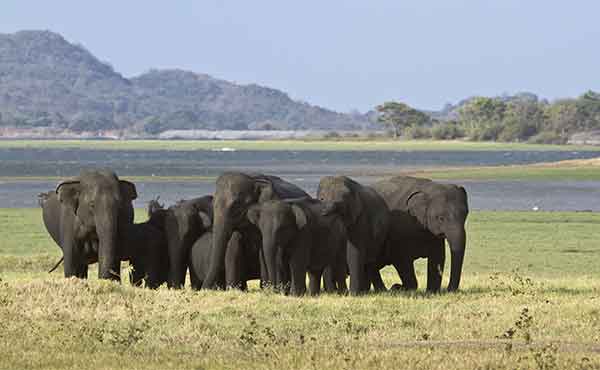 Elephant herd in front of Minneriya tank 
