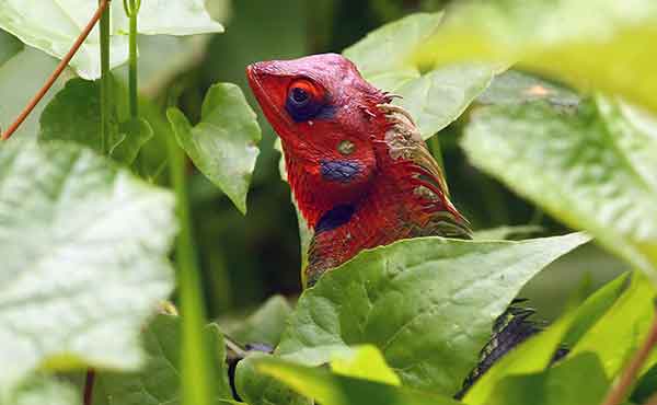 Common green forest lizard peeking out from green leaves