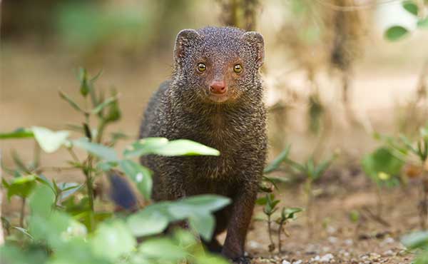 Indian grey mongoose in undergrowth