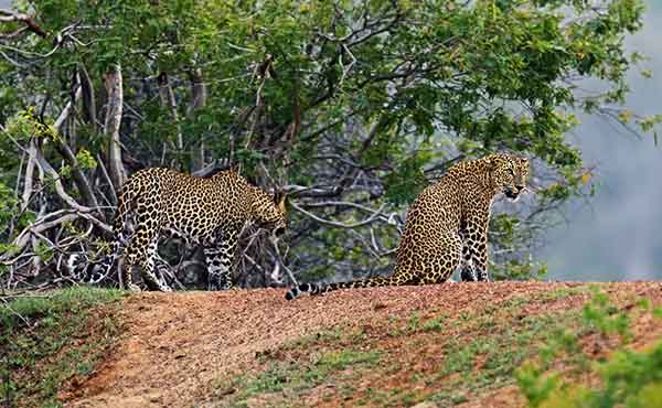 Pair of leopards snarling at each other in Yala