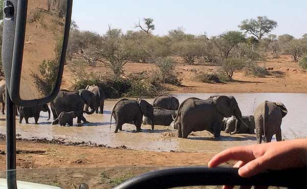 Elephants in Kruger National Park, wing mirror and steering wheel in foreground