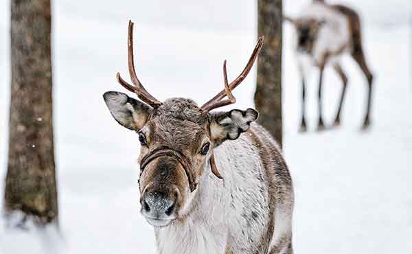 Reindeer in snowy Lapland forest in winter