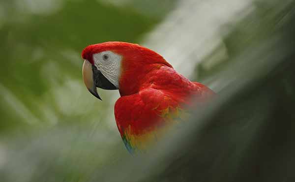 Profile of red macaw in Costa Rican rainforest