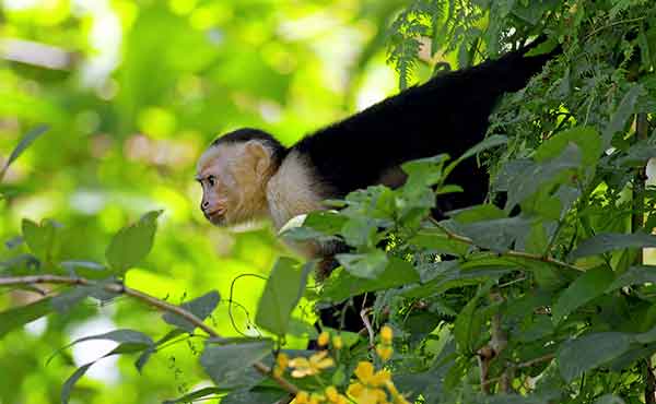 White faced capuchin monkey looking out from tree in Manuel Antonio