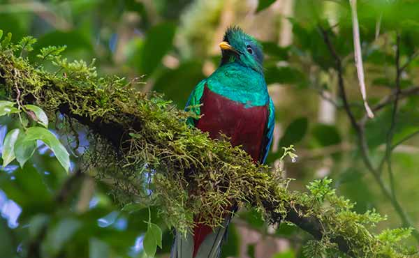 Resplendent quetzal in Costa Rican rainforest