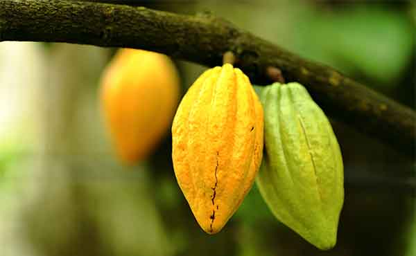 Cacoa plant on a tree in the rainforest