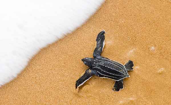 Baby turtle hatchling making it way from the beach to the sea