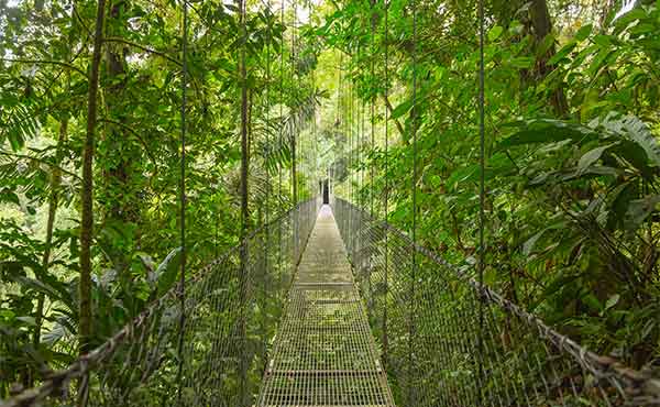 Canopy walkway in Costa Rican cloud forest