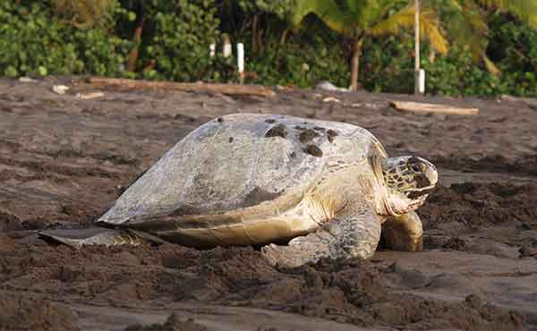 Turtle making its way from the beach to the sea at Tortuguero